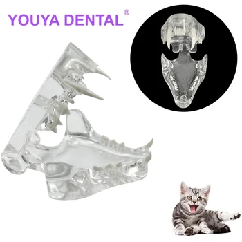 Прозрачная Анатомическая модель кошачьих зубов Стоматологические животные Оральный зуб Челюсть Типодонт Для Ветеринарного кабинета Образовательный инструмент для украшения